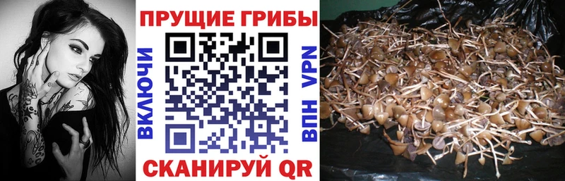 Галлюциногенные грибы Psilocybine cubensis  Лыткарино 